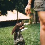 dog follows to the bathroom 2