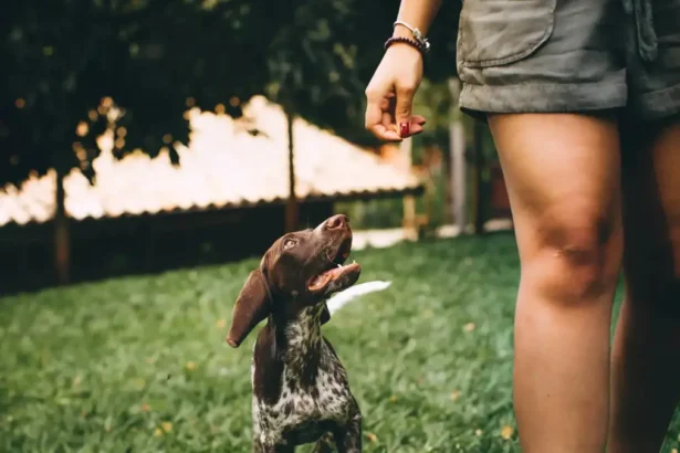 dog follows to the bathroom 2