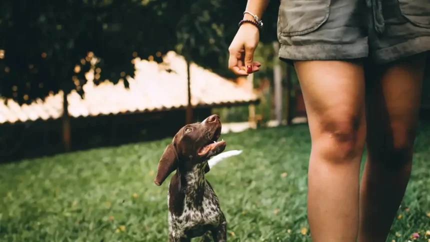 dog follows to the bathroom 2
