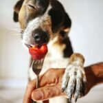 can dogs eat strawberries safely - happy dog eating fresh berries