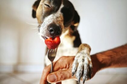 can dogs eat strawberries safely - happy dog eating fresh berries