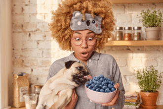 Happy dog eating fresh blueberries safely from owner's hand