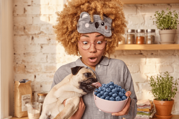 Happy dog eating fresh blueberries safely from owner's hand