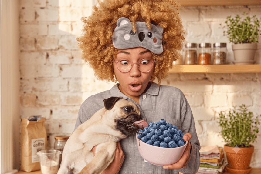 Happy dog eating fresh blueberries safely from owner's hand